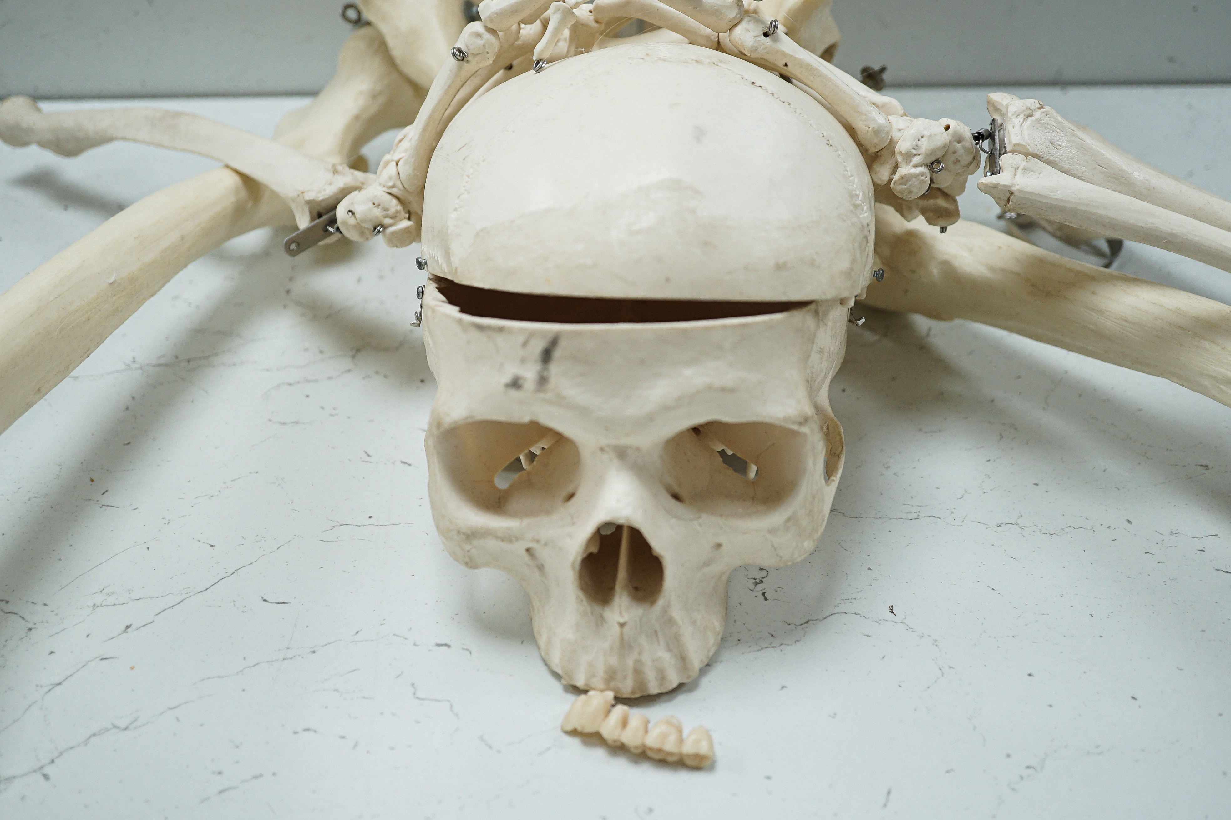 A faux human skeleton, 160 cms high not including skull.